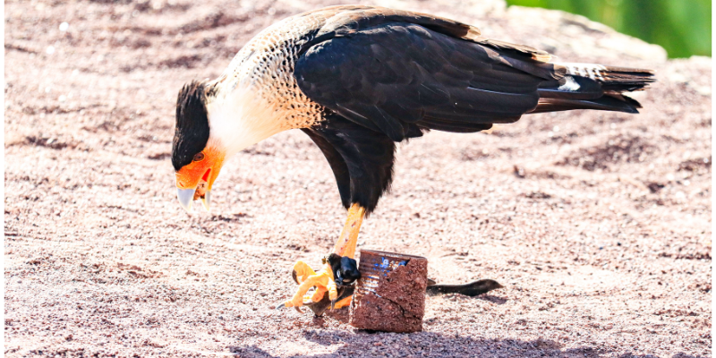 Things to Do in Gran Canaria - Palmitos Park