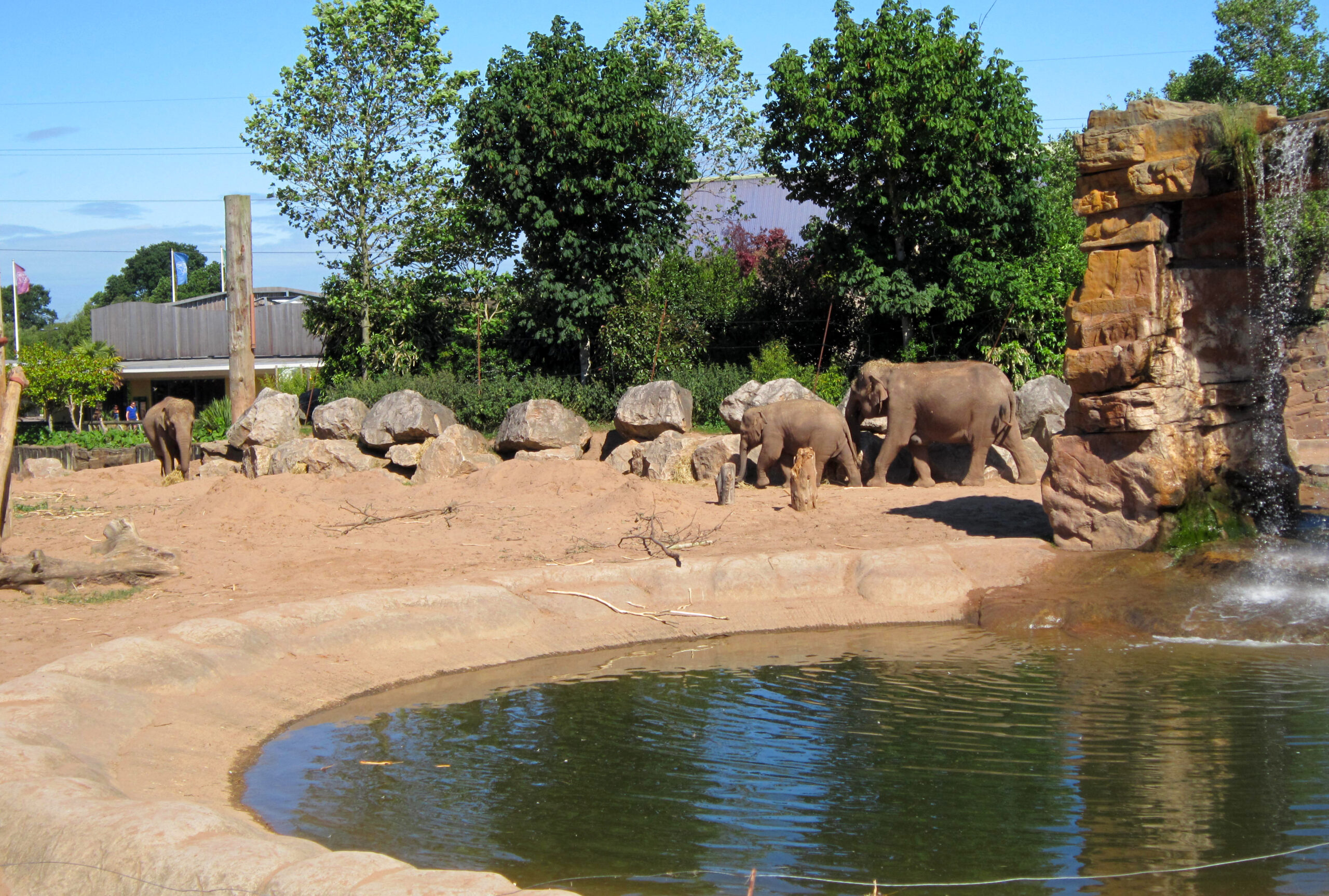 Chester Zoo Elephants